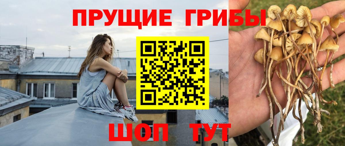 Карачаевск  Псилоцибиновые грибы MAGIC MUSHROOMS  Вход с VPN  Галлюциногенные грибы мухоморы 