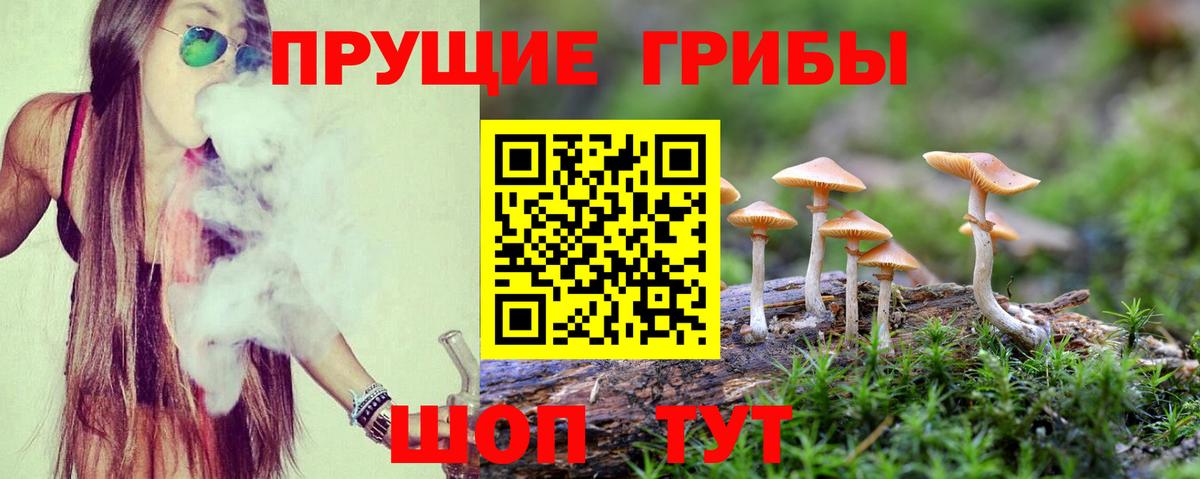 Псилоцибиновые грибы Psilocybe Карачаевск